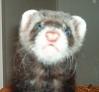 E-Ferret's Avatar